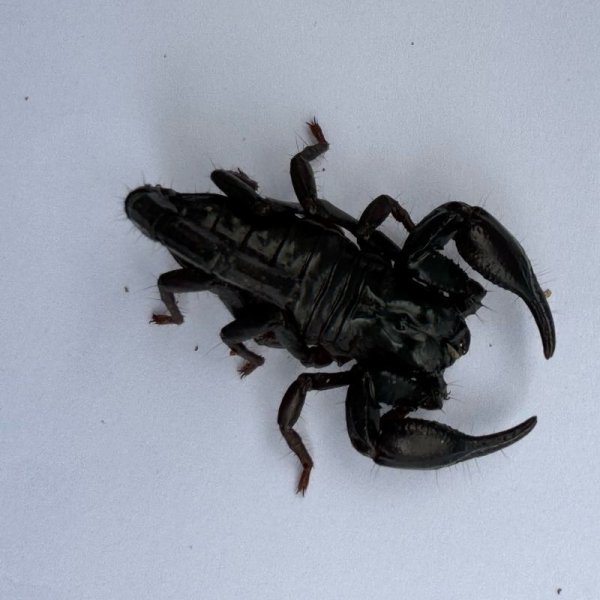 画像6: アジアンフォレストスコーピオン ベビー (6)