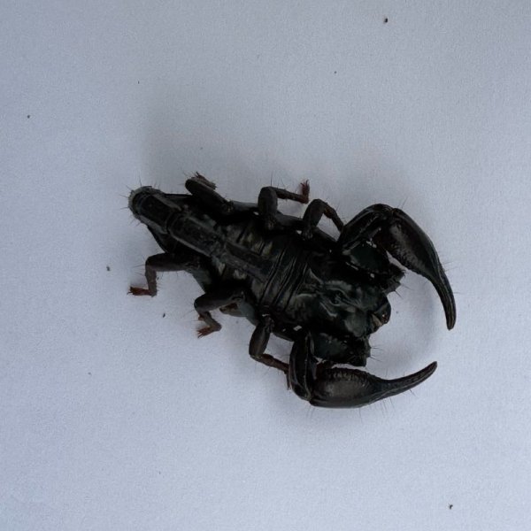 画像5: アジアンフォレストスコーピオン ベビー (5)