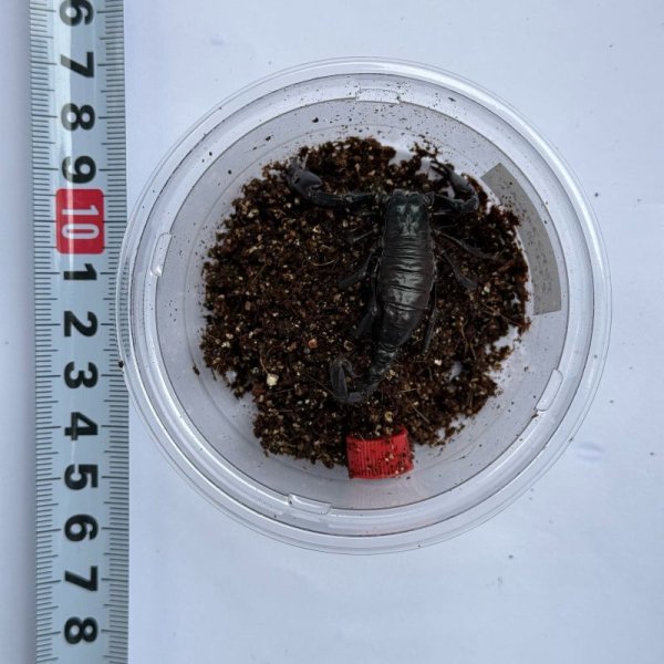 画像3: アジアンフォレストスコーピオン ベビー (3)