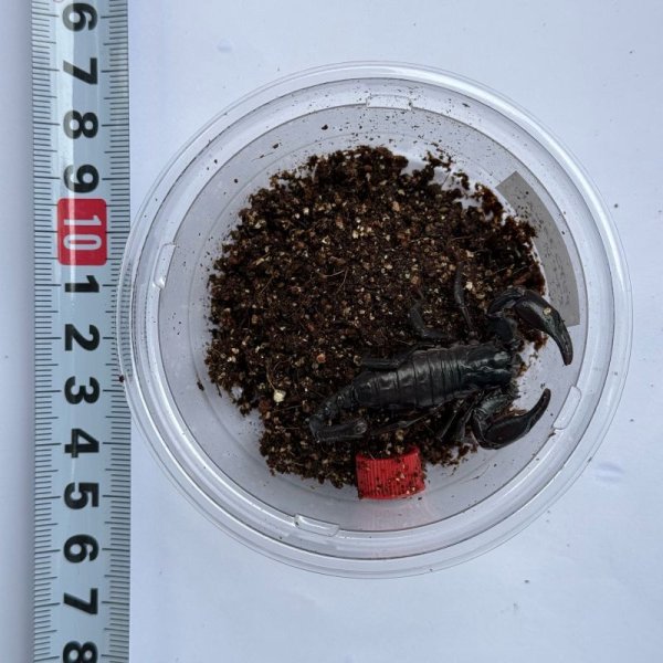 画像2: アジアンフォレストスコーピオン ベビー (2)