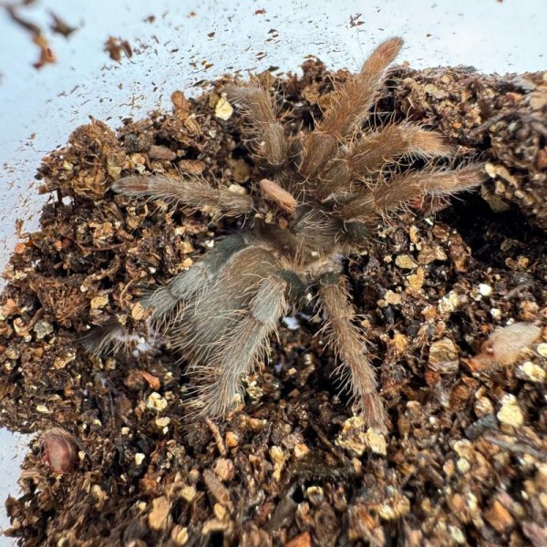 画像6: カメルーン レッドバブーン (6)