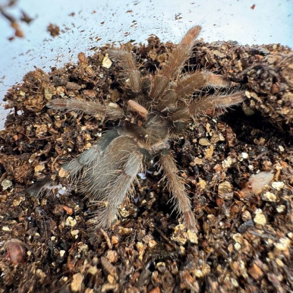 画像5: カメルーン レッドバブーン (5)