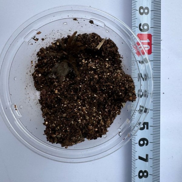 画像4: カメルーン レッドバブーン (4)