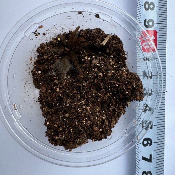 画像3: カメルーン レッドバブーン (3)