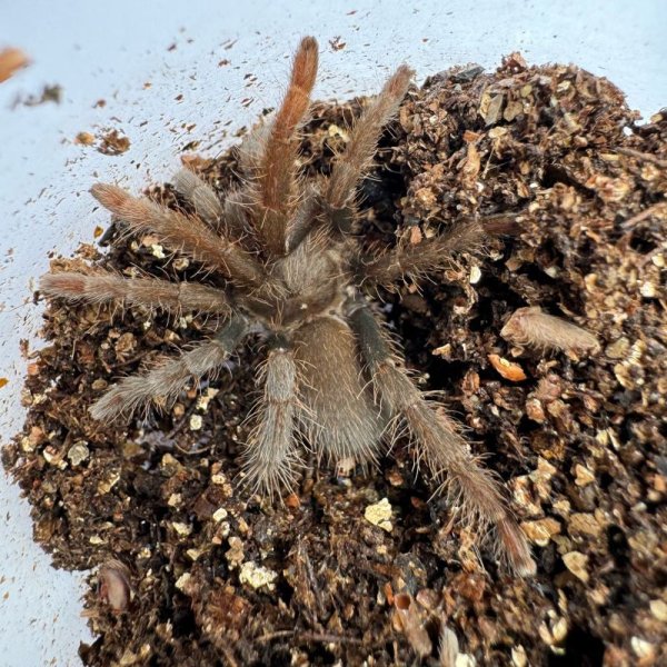 画像2: カメルーン レッドバブーン (2)