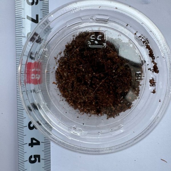 画像4: ラムドン アースタイガー ベビー (4)