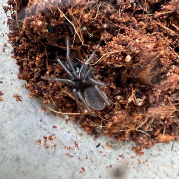 画像3: ラムドン アースタイガー ベビー (3)