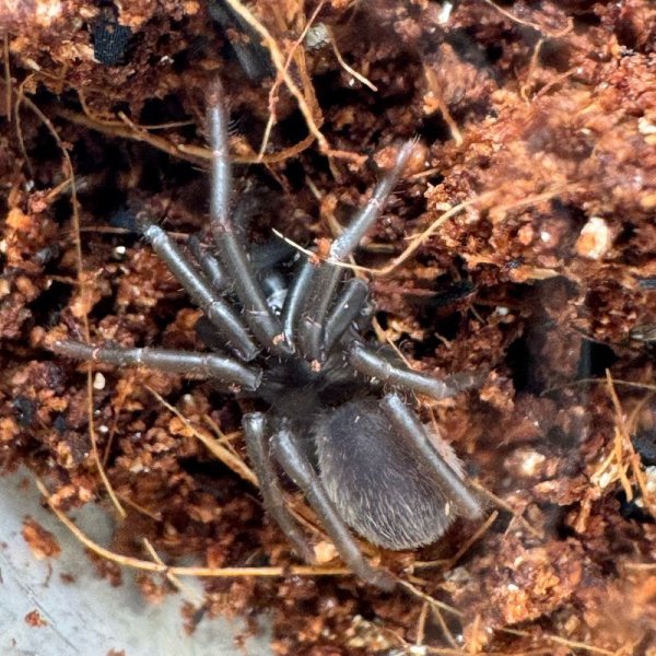 画像2: ラムドン アースタイガー ベビー (2)