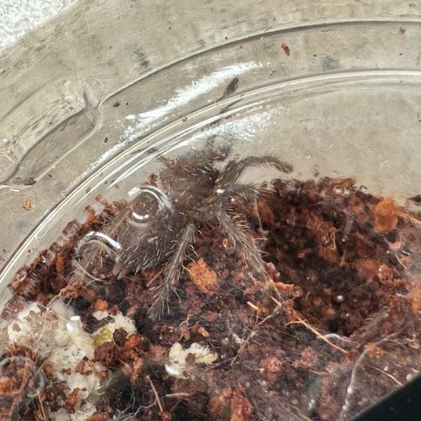 画像3: べトナミーズブルー アースタイガー ベビー (3)