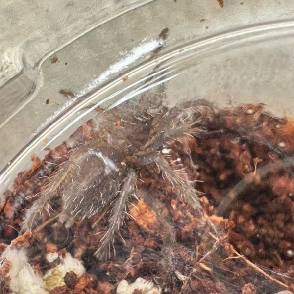 画像2: べトナミーズブルー アースタイガー ベビー (2)