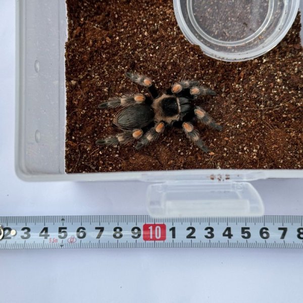 画像2: メキシカンレッドニー (2)