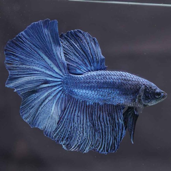 画像3: HM　ブルー (3)