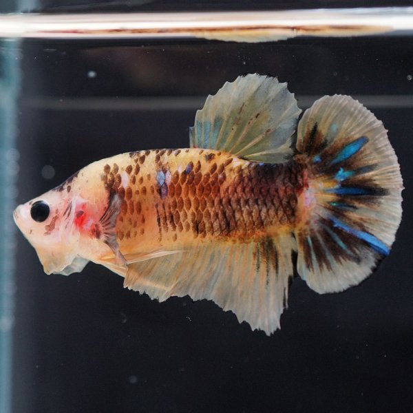 画像3: HMPK 鯉イエロー (3)