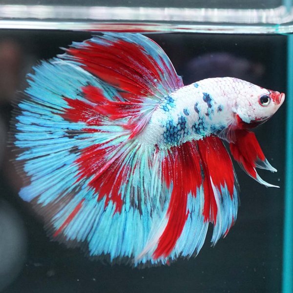 画像2: HM ホワイトファンシー上物 (2)