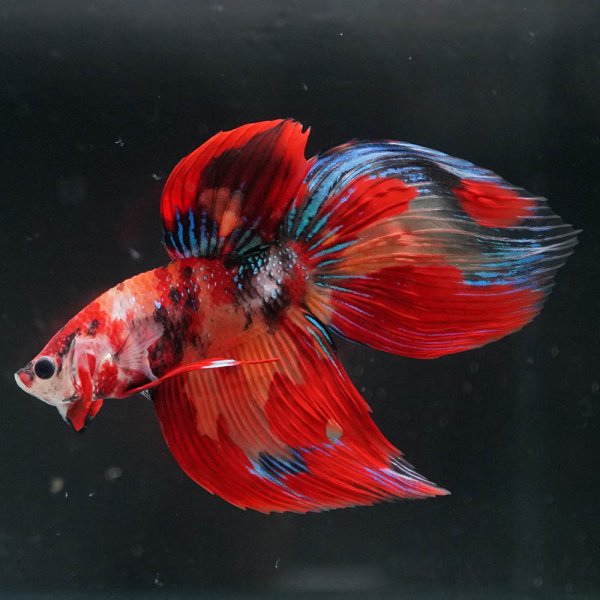 画像2: VT キャンディ 上物 (2)