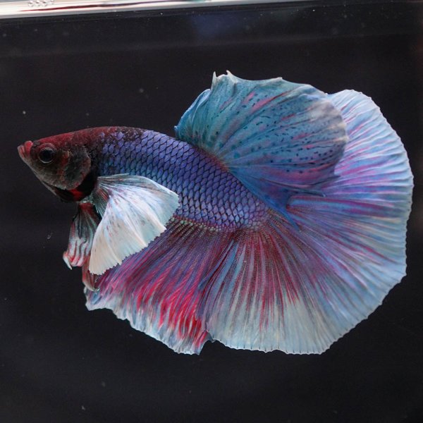 画像3: HM　ダンボ (3)