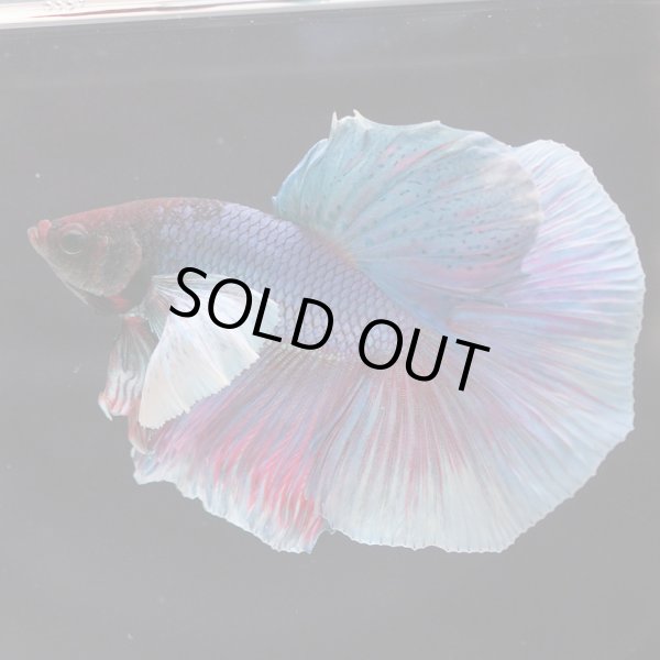 画像3: HM　ダンボ (3)