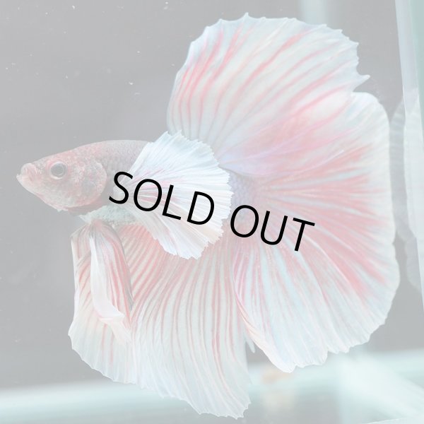 画像2: HM　ダンボ (2)