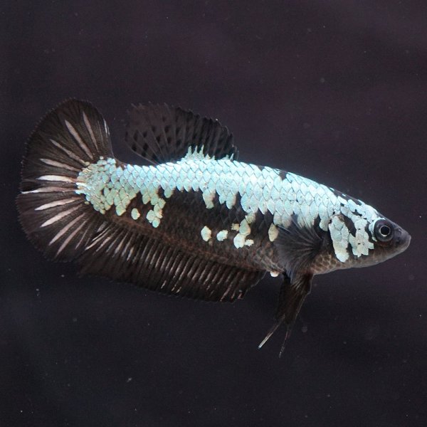 画像3: HMPK ブラックサムライ♀ (3)