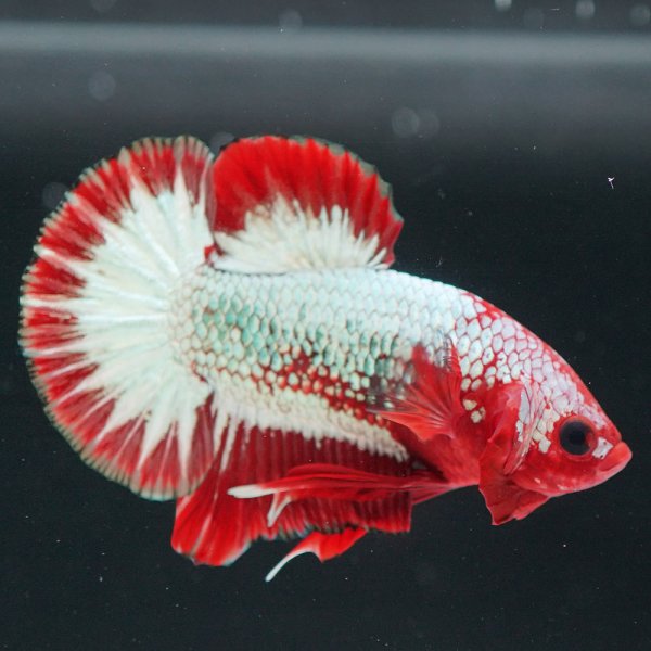 画像4: HMPK ヘルボーイ ホワイトスケール上物 (4)