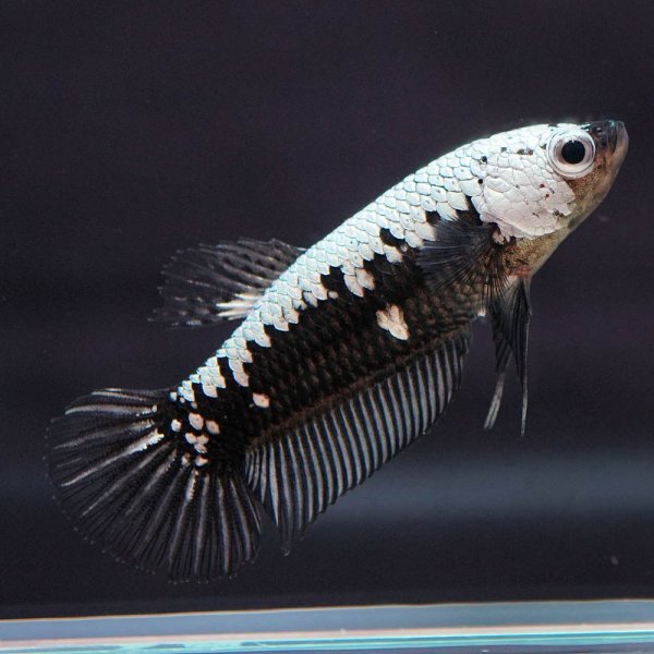 画像2: HMPK ブラックサムライ♀ (2)