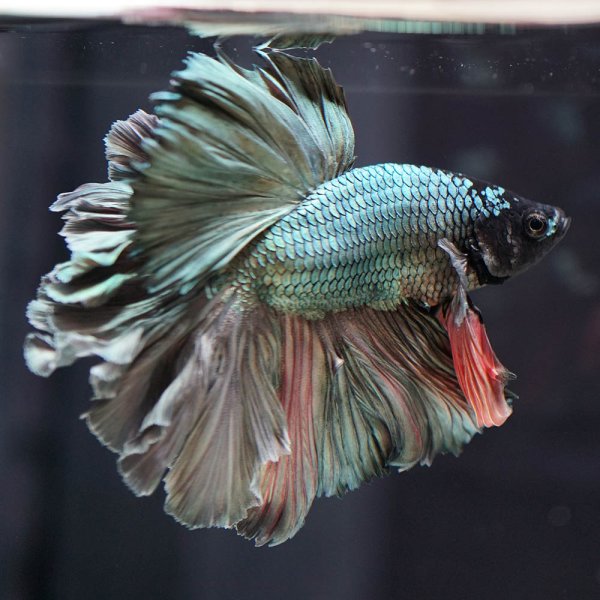 画像2: HM ローズテール (2)