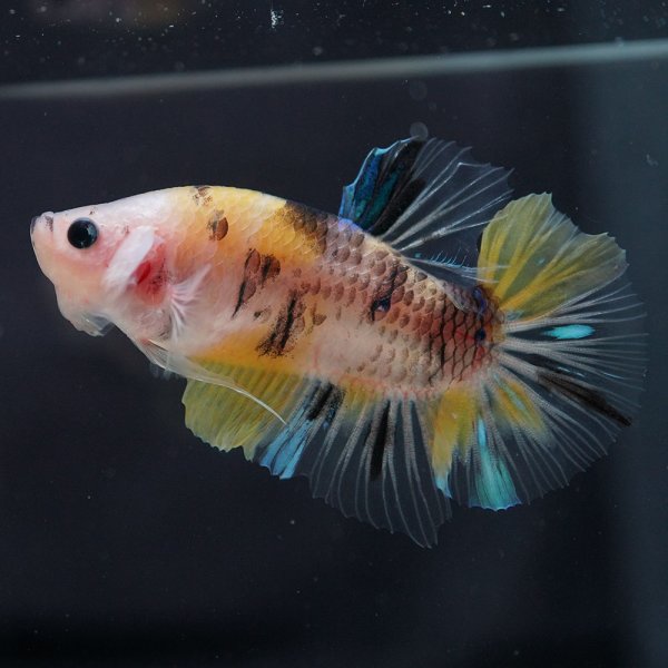 画像2: HMPK 鯉イエロー (2)