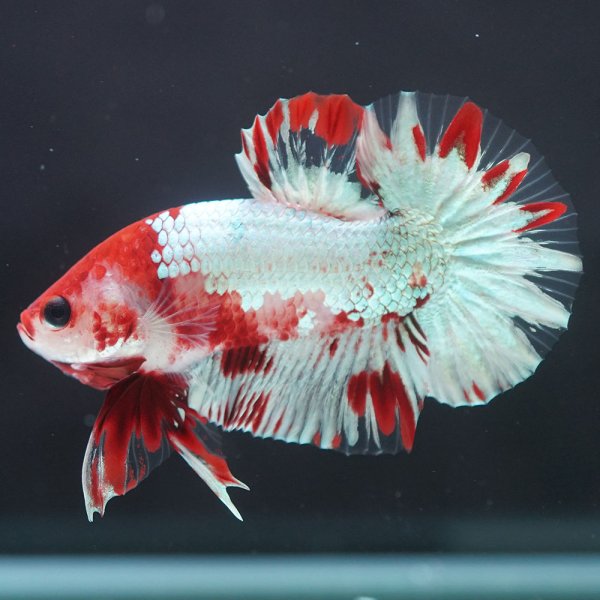 画像3: HMPK ヘルボーイ ホワイトスケール上物 (3)