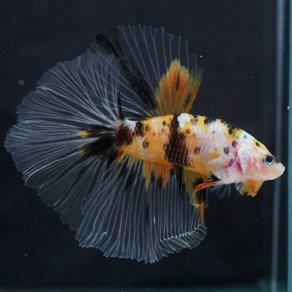 画像9: HM ファンシークリア (9)