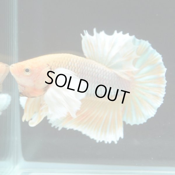 画像2: HMPK ダンボMixカラー (2)