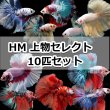 画像1: HM  上物（2000円±相当）Mix　10匹セット (1)