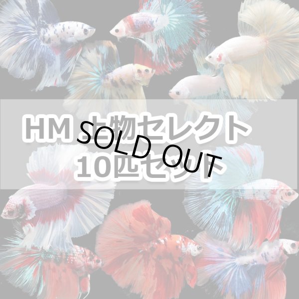 画像1: HM おまかせ（1000円±相当）Mix　10匹セット (1)