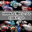 画像1: 追加注文分　セレクトHMCTMix2000 (1)