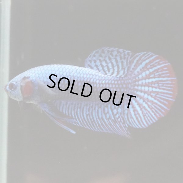 画像2: エイリアン（シンフォニー）ブルー　 pr (2)