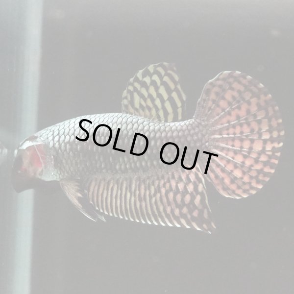 画像2: エイリアン（シンフォニー）シルバー　 pr (2)