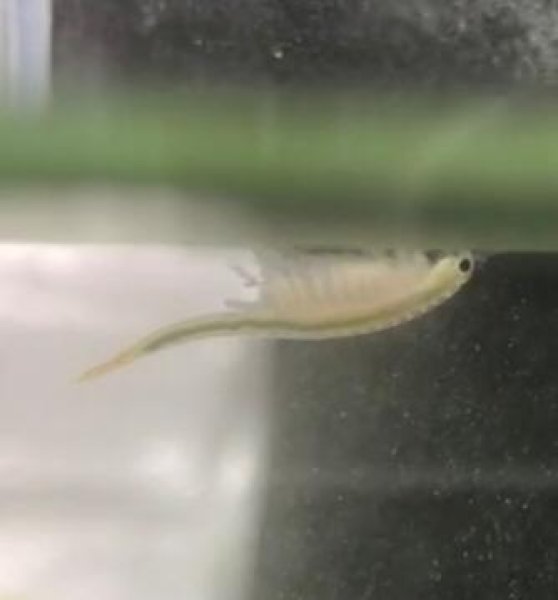 画像6: ホウネンエビ卵カプセル (6)