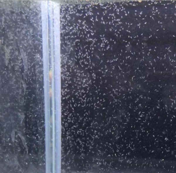 画像5: ホウネンエビ卵カプセル (5)