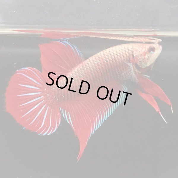 画像2: インベリス　レッド pr (2)