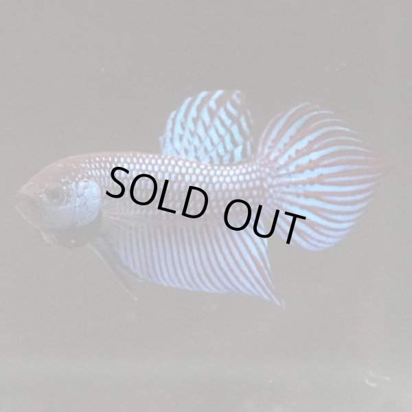 画像2: マハチャイエンシス　ブルー　 pr (2)