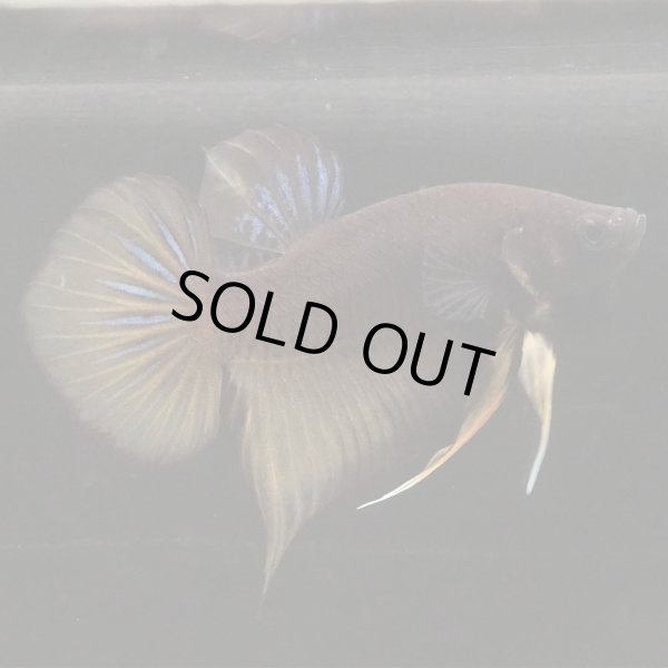 画像2: スプレンデンス　イエローハイブリッド　 pr (2)