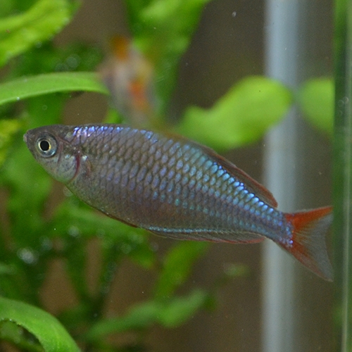 ネオンドワーフレインボー