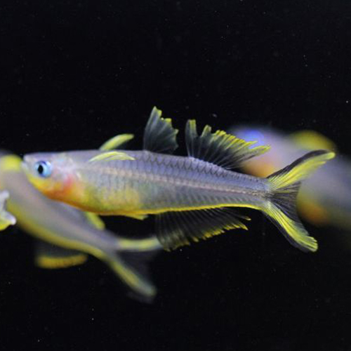 ポポンデッタフルカタ