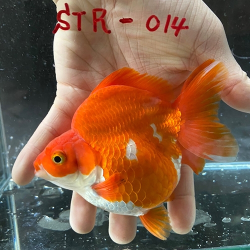 中国産輸入金魚 ショートテール琉金 Str014金魚琉金