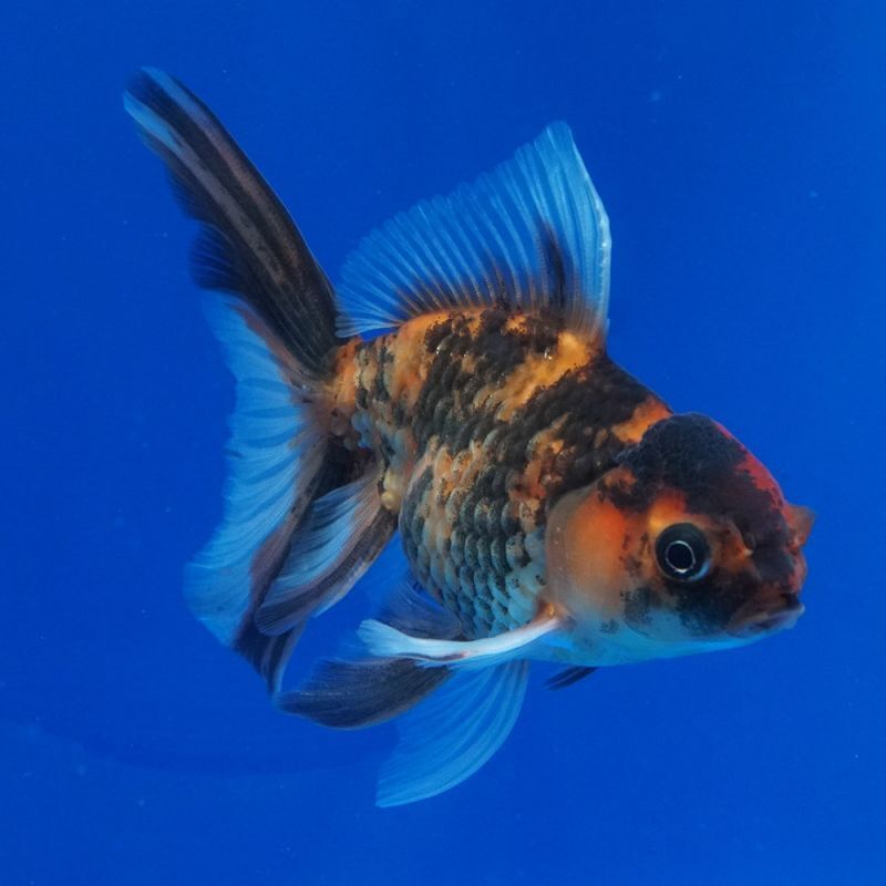 オランダブラック丹頂 約12センチ