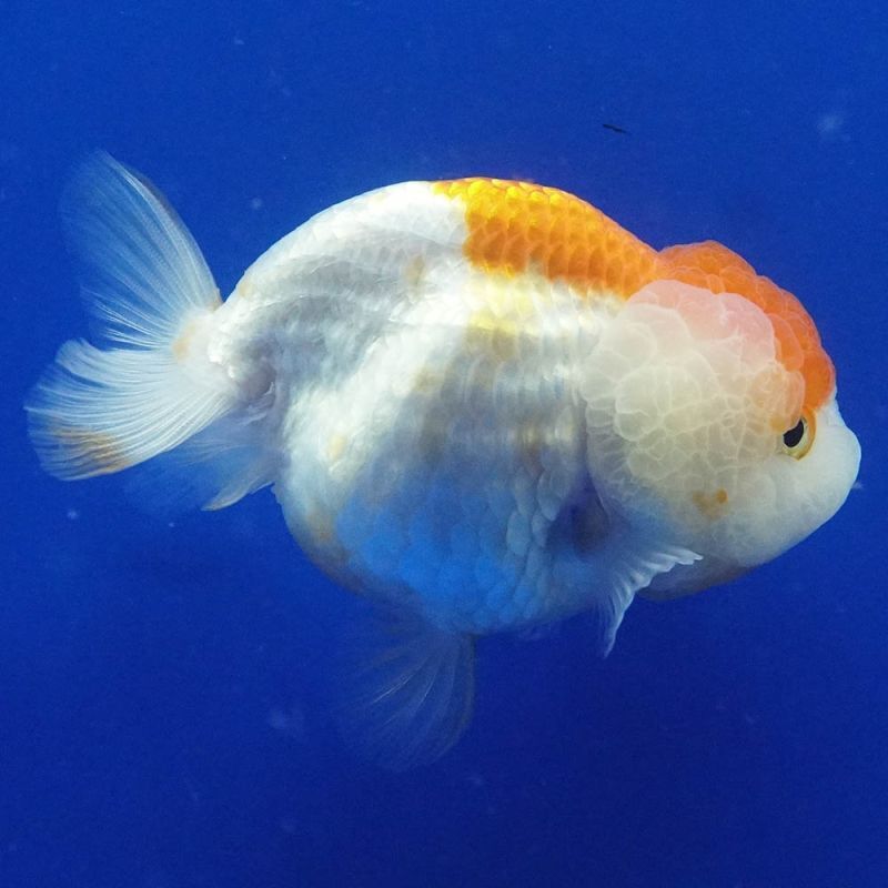 特38  金魚(使用済み、12種完) 超極上極美ビックモンスタータイ産らんちゅう20センチ前後21日に