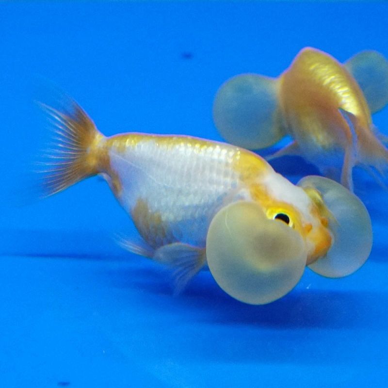 金魚王子】琉金 (変わり柄／ショートテールタイプ) 10cm前後
