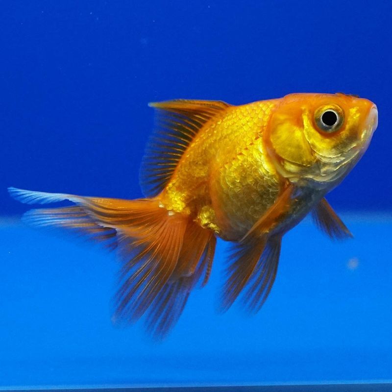 タイ産輸入金魚 オランダ SMM Mix金魚オランダ獅子頭