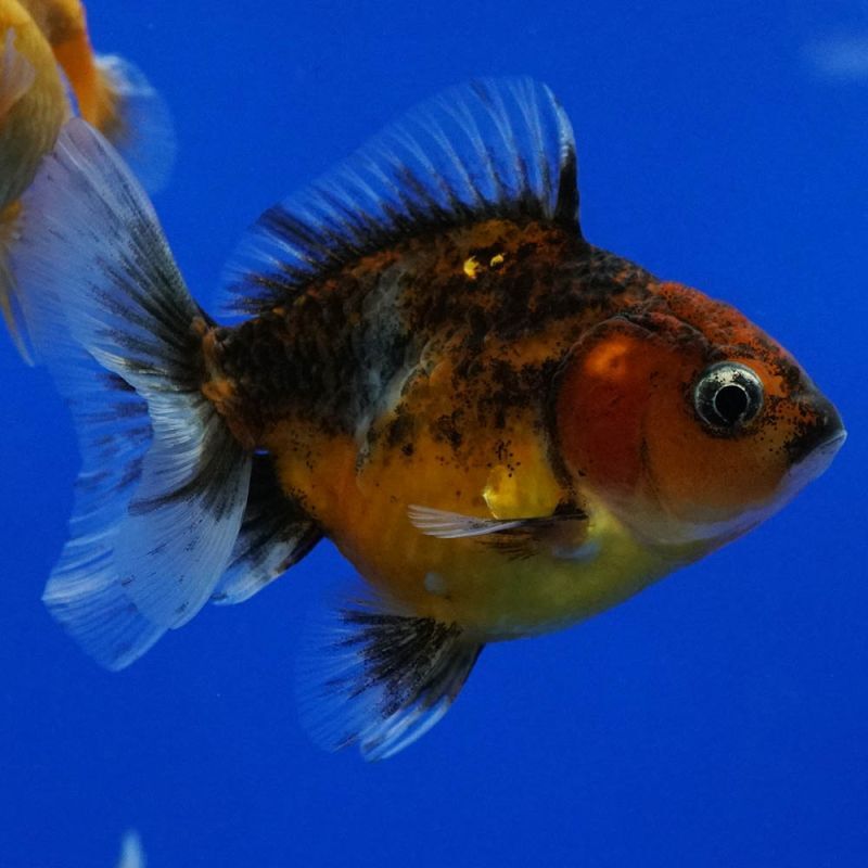 タイ産輸入金魚 ショートテールオランダ SM-LL Mix金魚オランダ