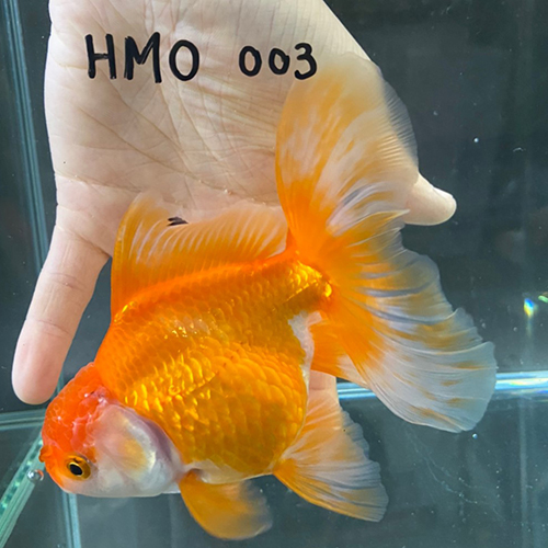 タイ産輸入金魚 ハーフムーンオランダ Hmo003金魚オランダ獅子頭