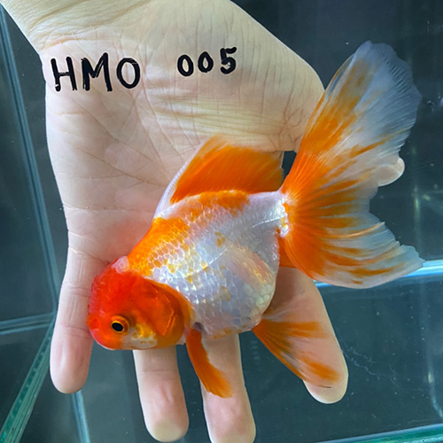 タイ産輸入金魚 ハーフムーンオランダ Hmo005金魚オランダ獅子頭
